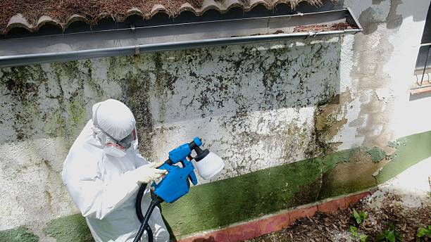 Trusted Mold Remediation service in Canton, GA - Cheap Mold Removal